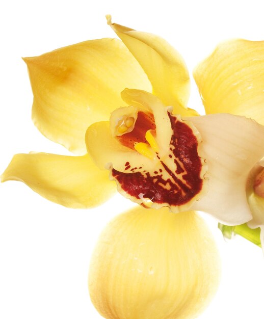 Yellow Orchid closeup