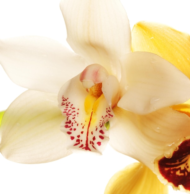 Yellow Orchid closeup