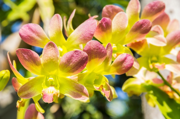 黄色いランの花。黄色のラン、ピンクの斑点