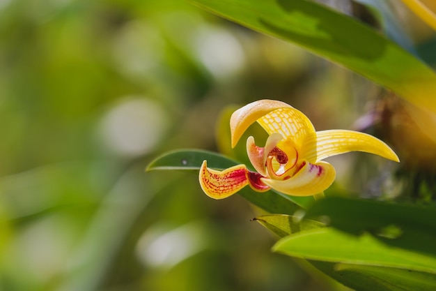 Yellow orchid flower