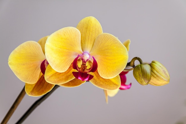 Yellow orchid flower