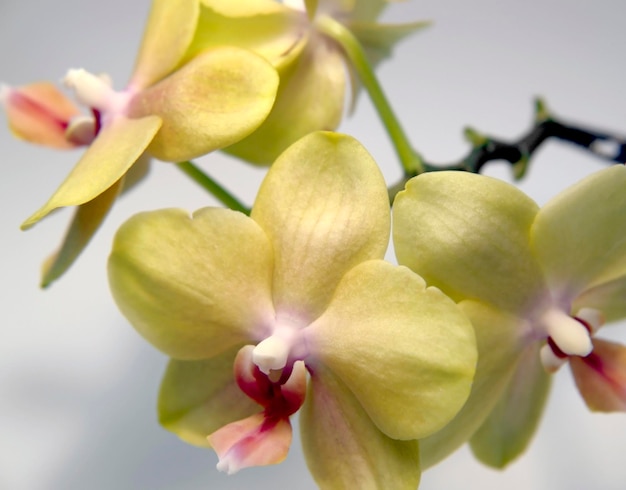 Photo yellow orchid flowers