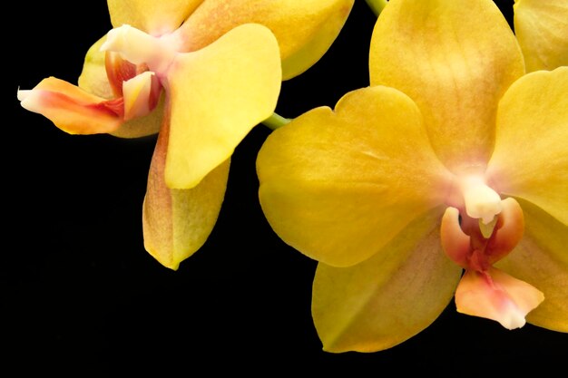 Photo yellow orchid flowers