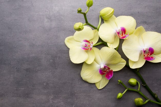 Yellow orchid on the grey background.