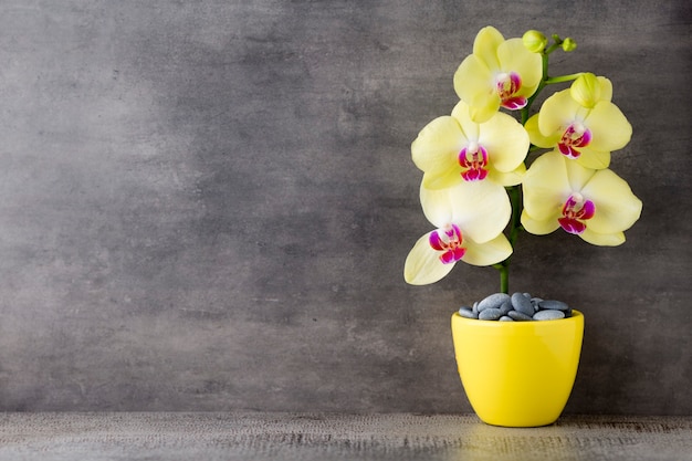 Желтая орхидея на сером фоне.