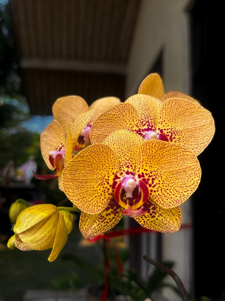a yellow orchid with the red center and the yellow center