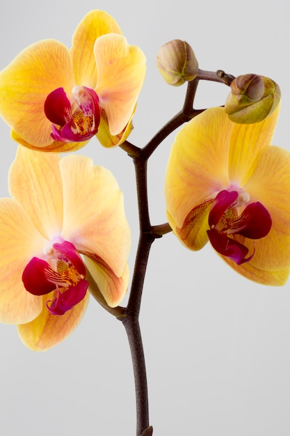 Photo yellow orchid.