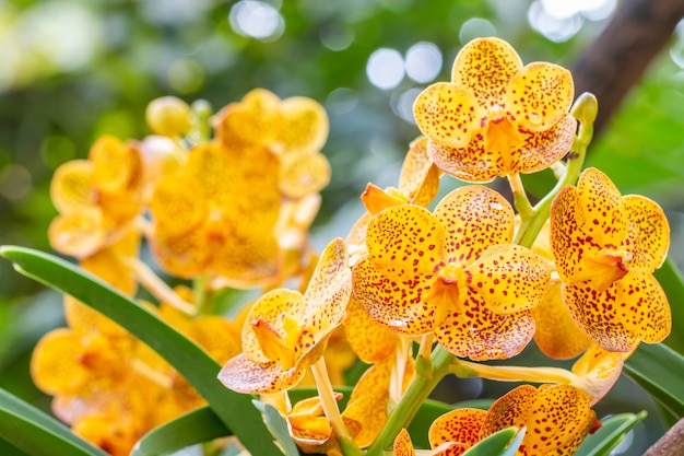 Yellow orchids, Ascocenda in orchid house.