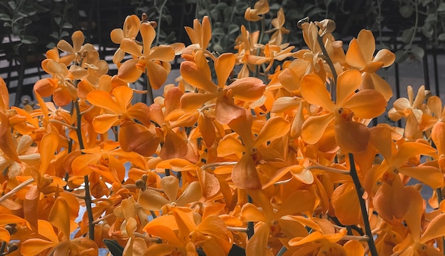 Yellow orchids blooming in nature