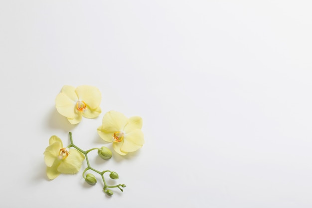 白い背景の上の黄色の蘭の花
