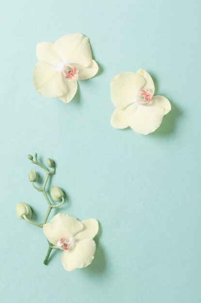 Yellow orchids on green paper background