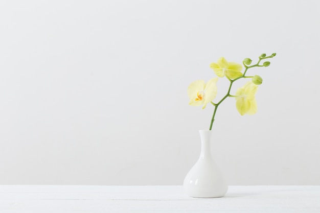 Yellow orchids in vase on white background