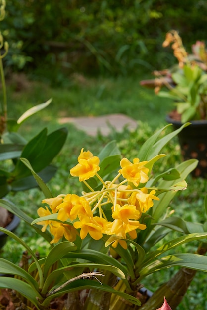 Yellow Orcids In Garden