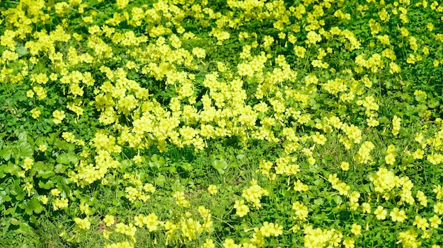 緑の牧草地の黄色いカタバミ