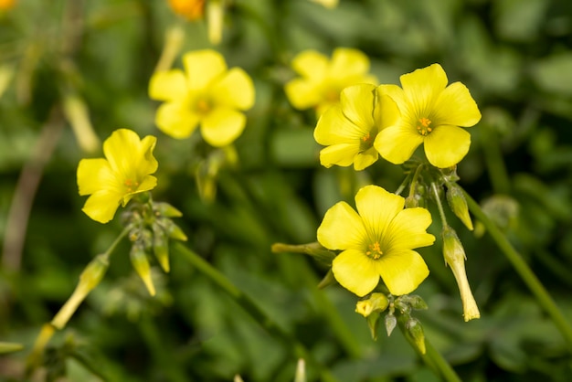 Photo yellow oxalis pes-caprae, bermuda buttercup or african wood-sorrel flowers, close up. oxalis pes-caprae, citrus is a species of herbaceous plant of the genus oxalis in the family oxalidaceae