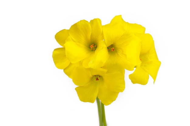 Photo yellow oxalis pescaprae bermuda buttercup or african woodsorrel flowers close up oxalis pescaprae citrus is a species of herbaceous plant of the genus oxalis in the family oxalidaceae