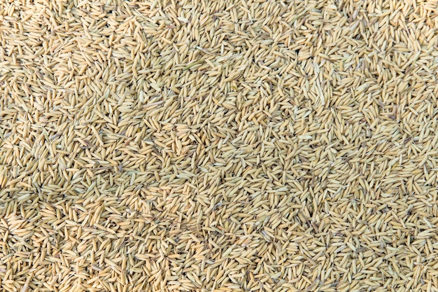 Yellow paddy jasmine rice to dry closed up for background