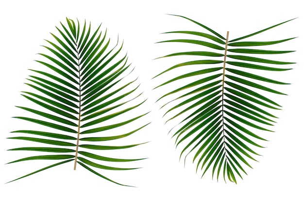 Желтая пальма Areca Palm на белом фоне