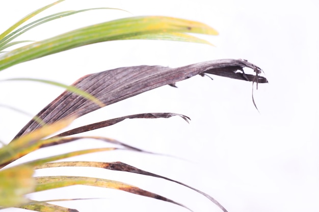 yellow palm leaf isolated on white. yellow coconut bonsai