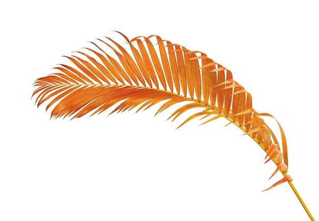 Yellow palm leaves, Palm leaves, Tropical foliage isolated on white background with clipping path