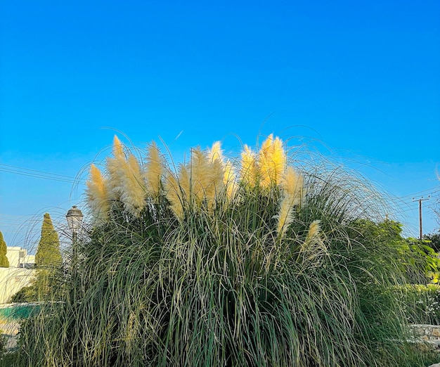 Yellow Pampas Grass Plumes With Sunlight Rays