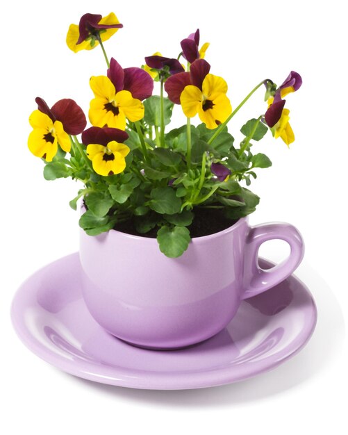 Yellow Pansies Planted in a Cup on White Background