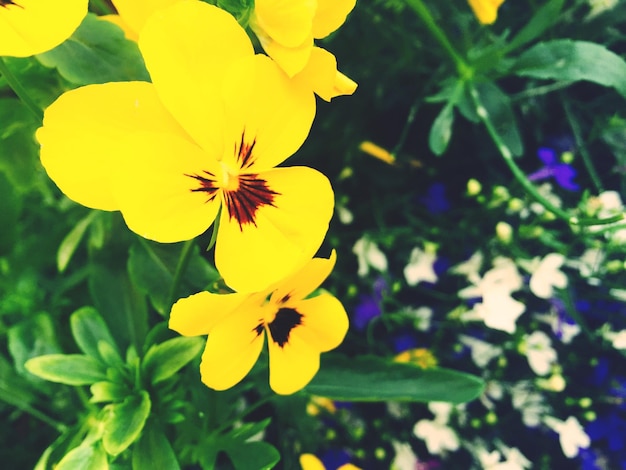 Photo yellow pansy blooming in garden