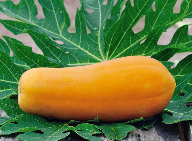 Yellow papaya in the garden