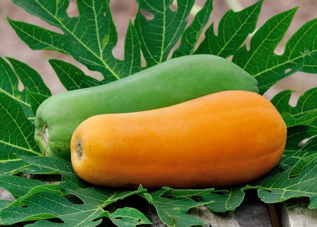 Yellow papaya in the garden