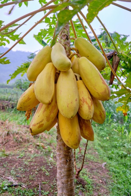 La papaia gialla, la papaia dorata crescono fresche