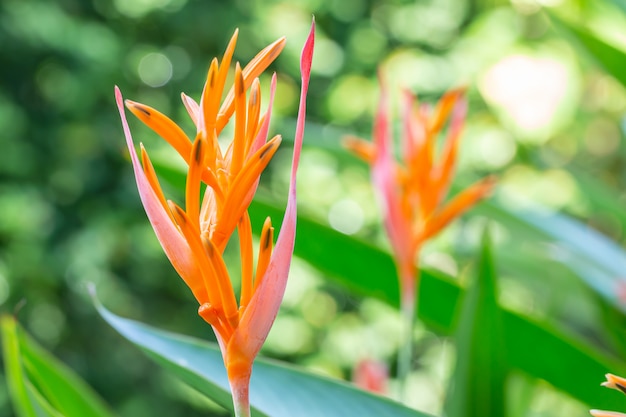 黄色のオウムの花、ヘリコニア。