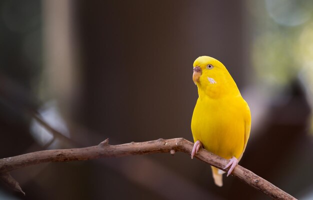 Photo yellow parrot perching on twig