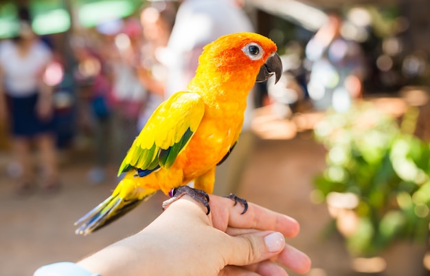 Yellow parrot, Sun Conure