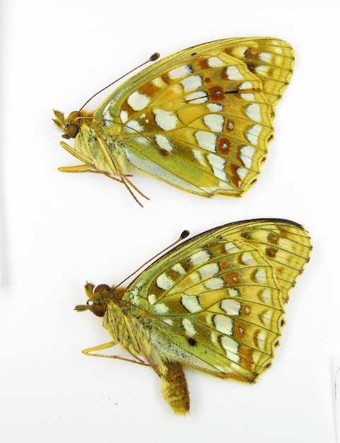 Yellow pearl butterflies isolated on white. Argynnis adippe macro close up, nymphalidae, collection