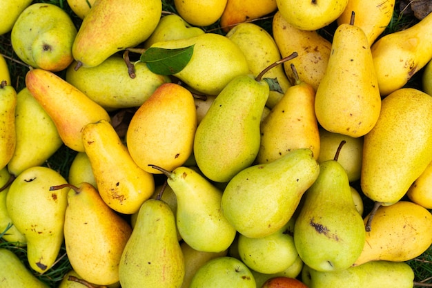 Yellow pears background freshly harvested yellow pears