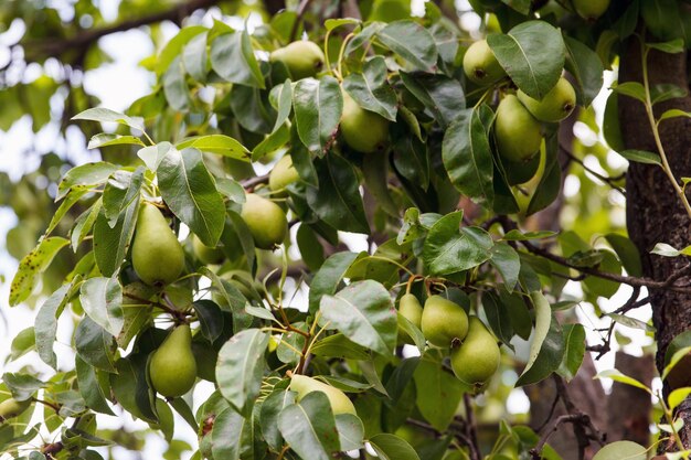 Yellow pears grow and ripening on a tree in a beautiful fruit garden