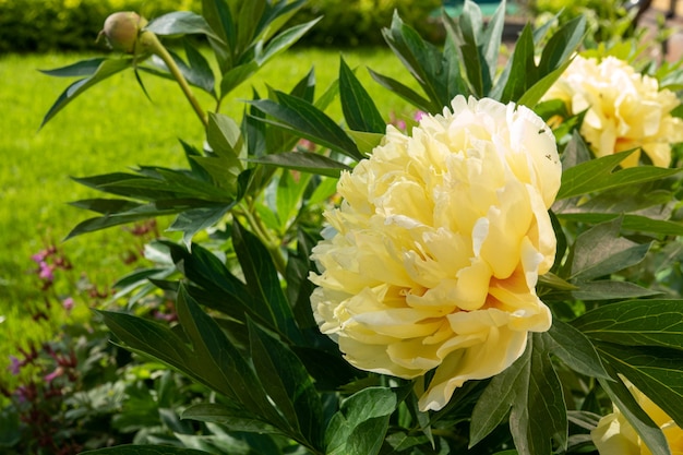 Yellow peony flower in garden