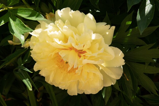 Yellow peony flower in garden