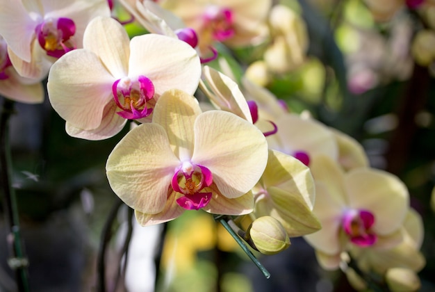 Photo yellow phalaenopsis orchid flower