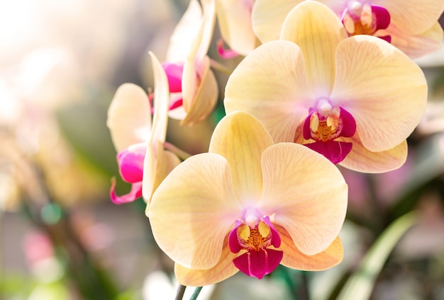 Photo yellow phalaenopsis orchid flower