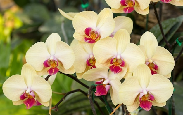 Желтый цветок орхидеи phalaenopsis