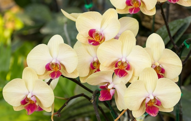 Yellow phalaenopsis orchid flower