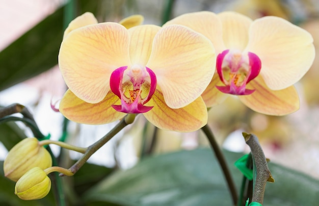 Желтый цветок орхидеи phalaenopsis