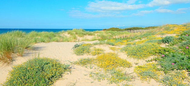 Желтые и розовые цветы в Platamona Sardinia