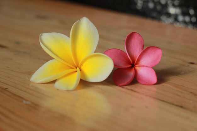 木のテーブルに黄色とピンクのプルメリアの花