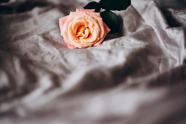 yellow pink rose on a gray silk sheet. symbol of love a symbol of loneliness.