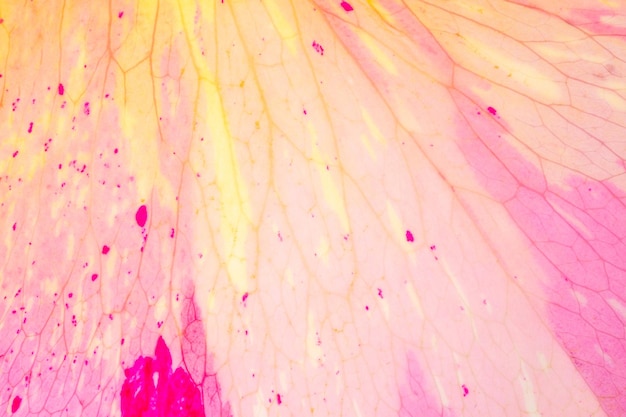 옐로우 핑크 장미 꽃잎입니다. 디자인을 위한 섬세한 꽃 배경
