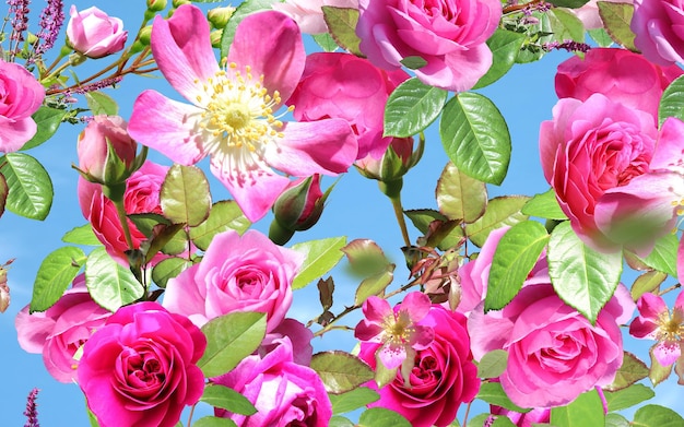 yellow pink roses but  blue sky nature background template copy space banner greeting floral