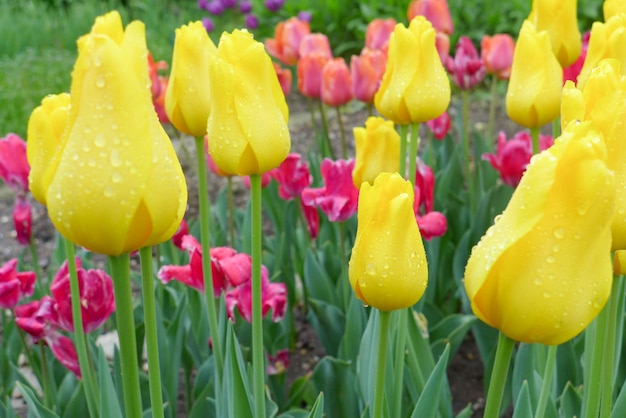 Yellow and pink tulips field in the park