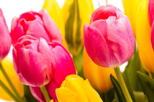 Yellow and pink tulips in spring bouquet.